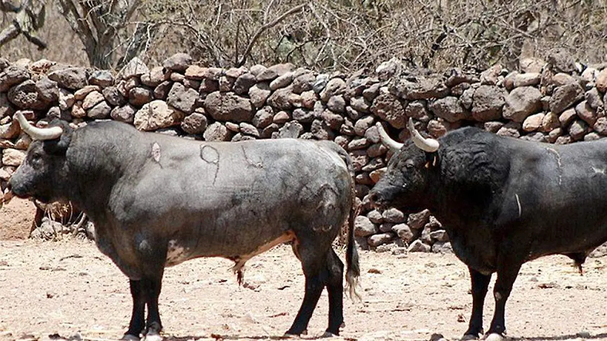 Toros de la ganadería de Xajay